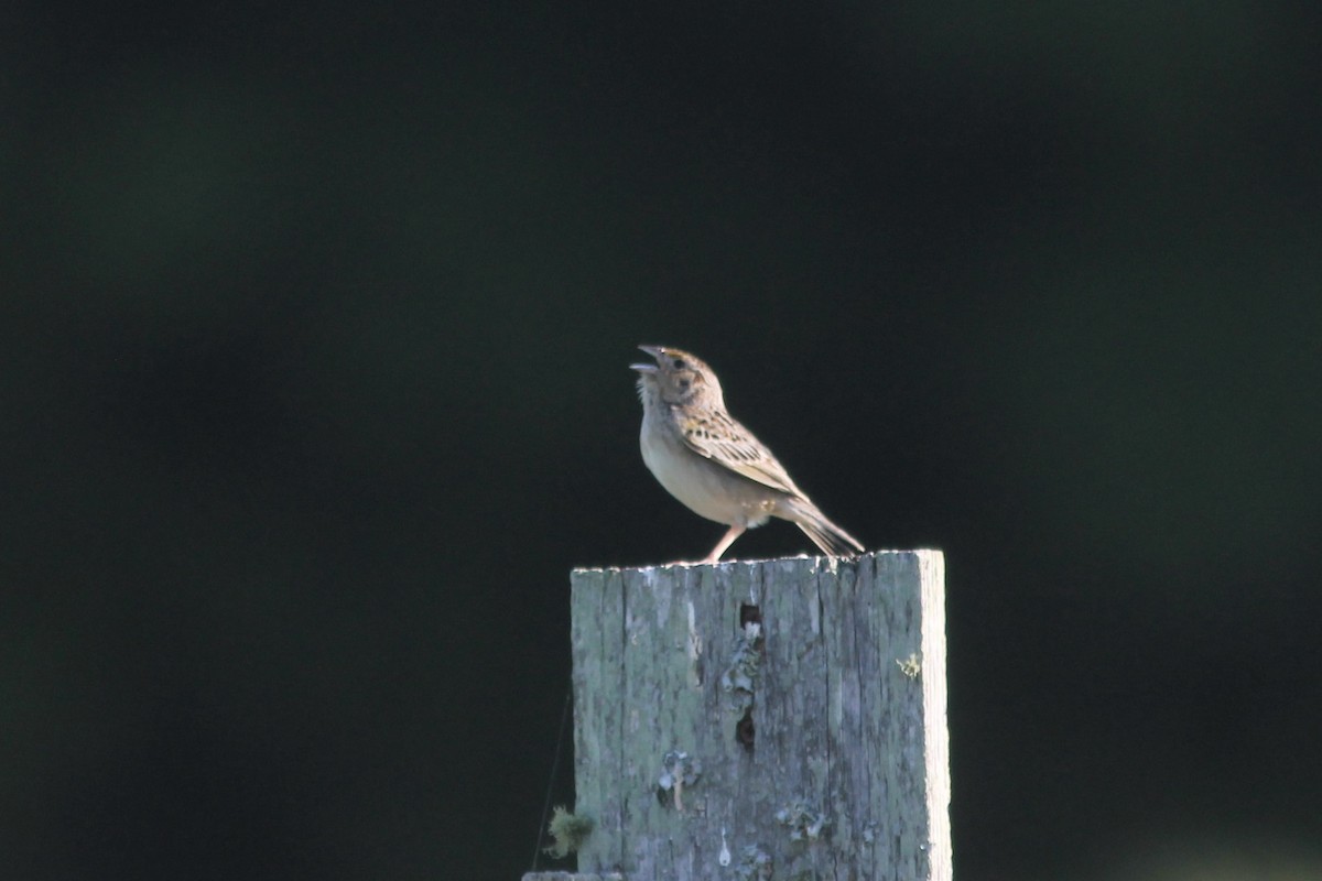 Grasshopper Sparrow - ML243257311