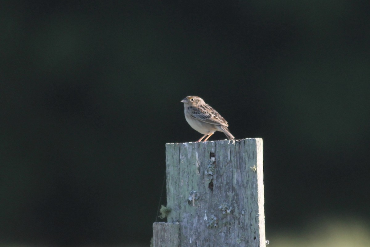 Grasshopper Sparrow - ML243257321
