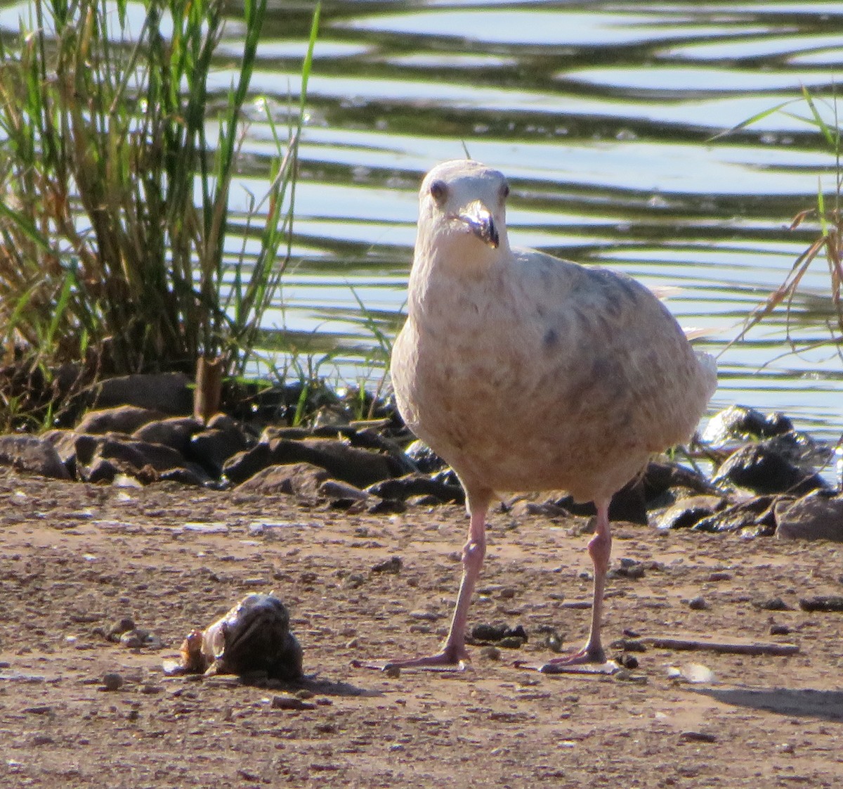 Glaucous-winged Gull - ML243258401