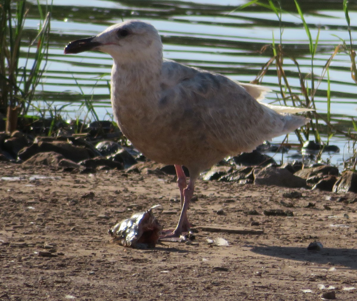 Glaucous-winged Gull - ML243258781