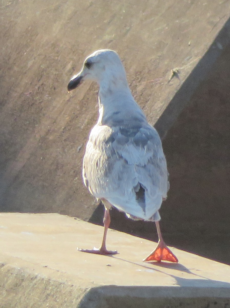 Glaucous-winged Gull - ML243259061