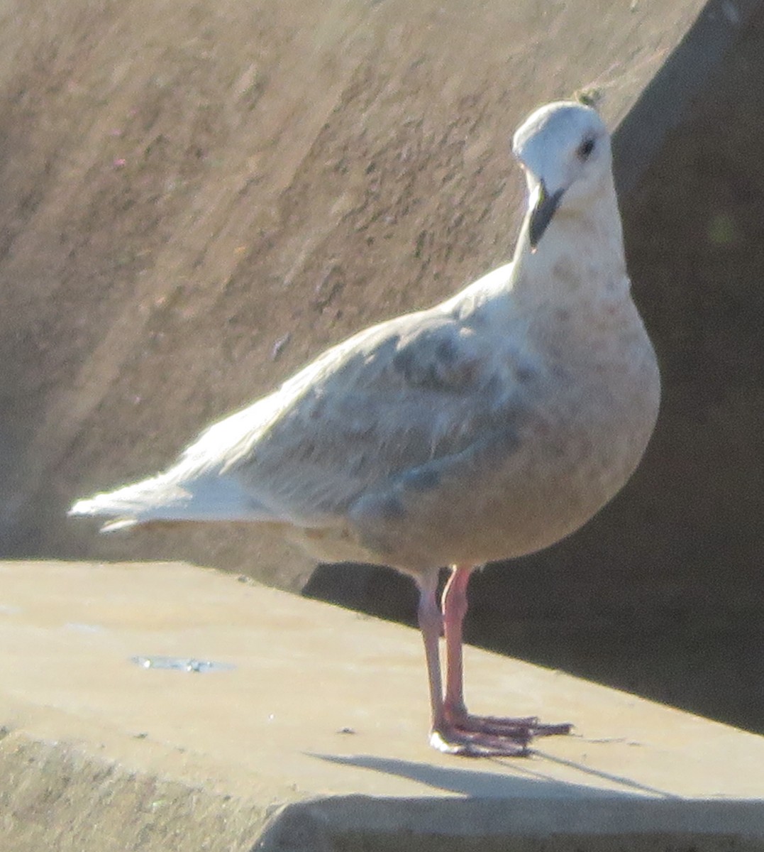 Glaucous-winged Gull - ML243259611