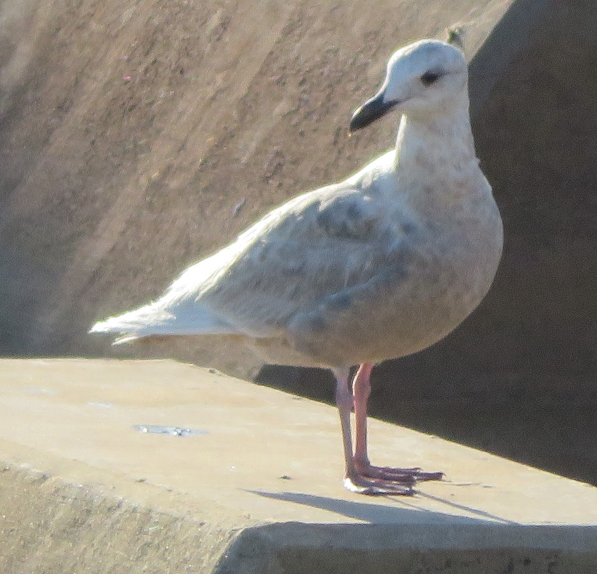 Glaucous-winged Gull - ML243260201