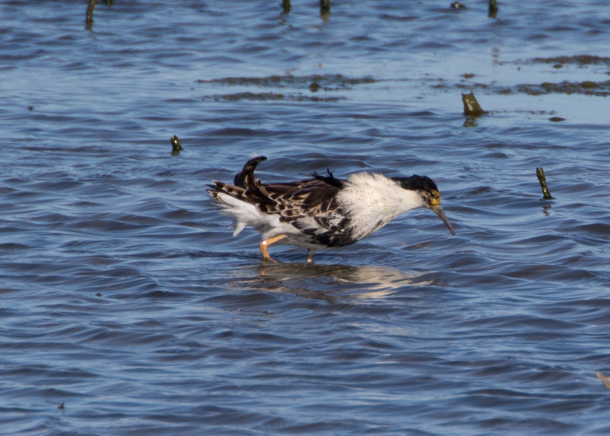 Ноцоо элсэг - ML243260491