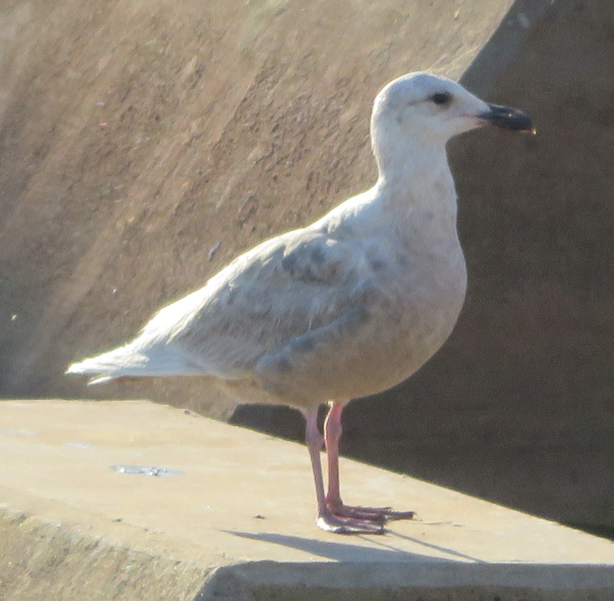 Glaucous-winged Gull - ML243260511