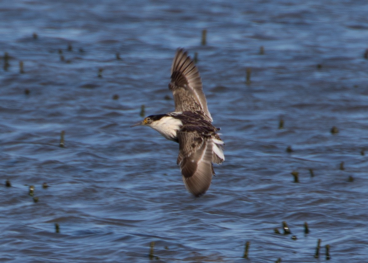 Ноцоо элсэг - ML243260571