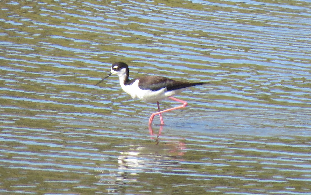 Black-necked Stilt - ML243261311