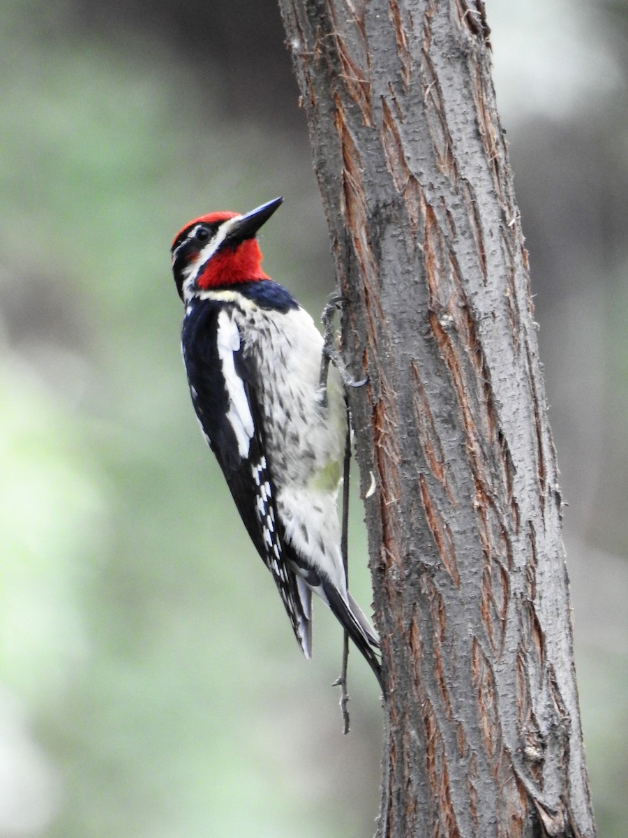 Red-naped Sapsucker - ML243265021