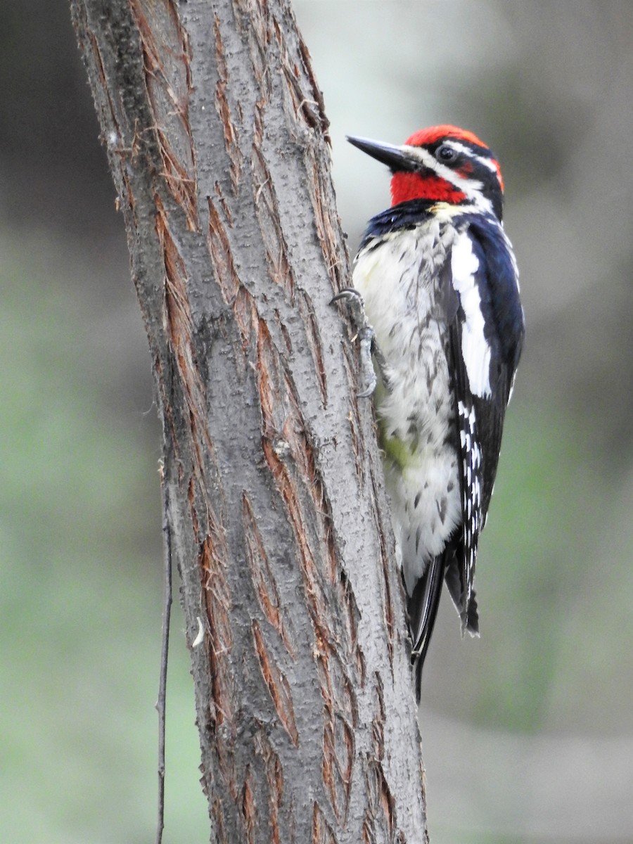 Red-naped Sapsucker - ML243265041