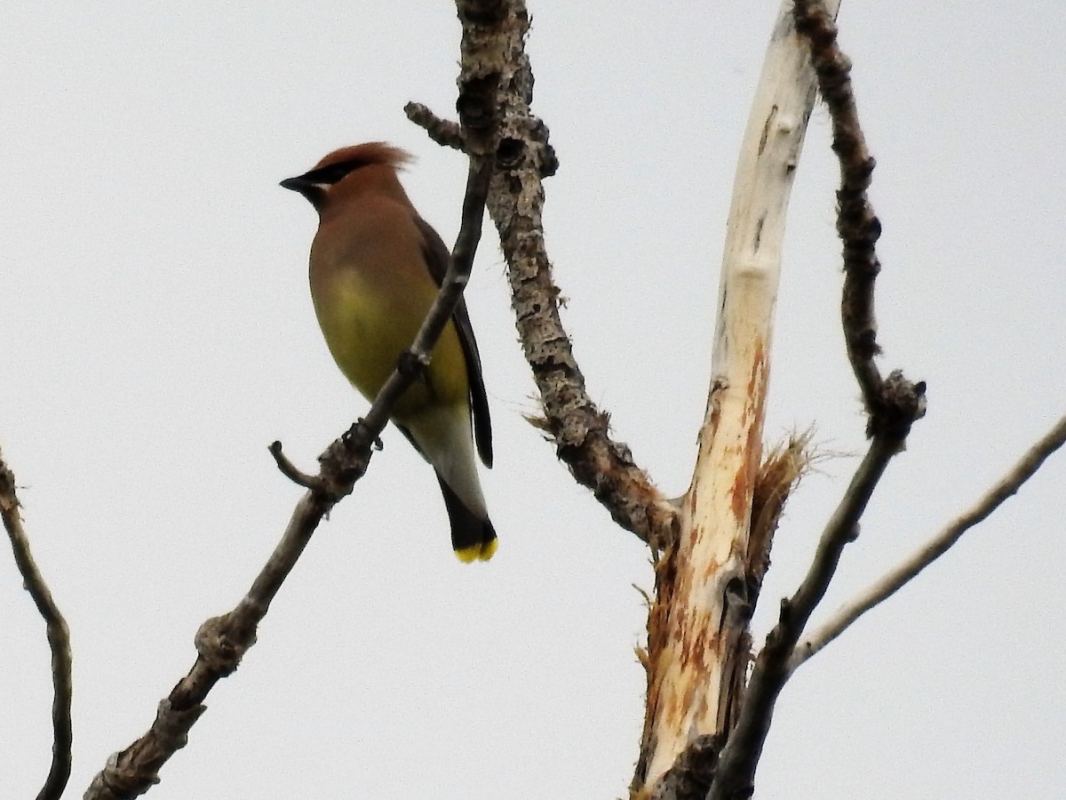 Cedar Waxwing - ML243265131