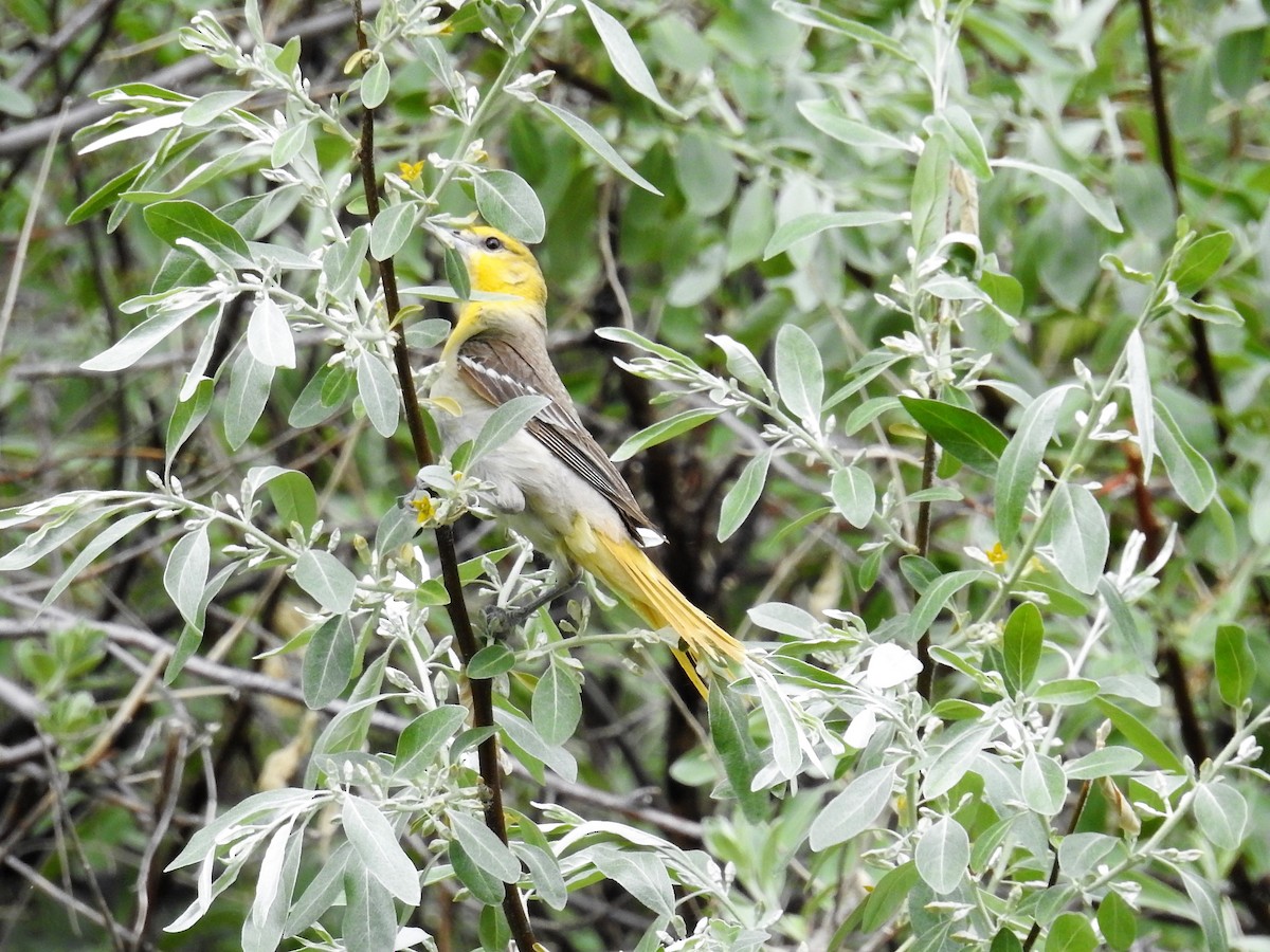 Bullock's Oriole - ML243265231