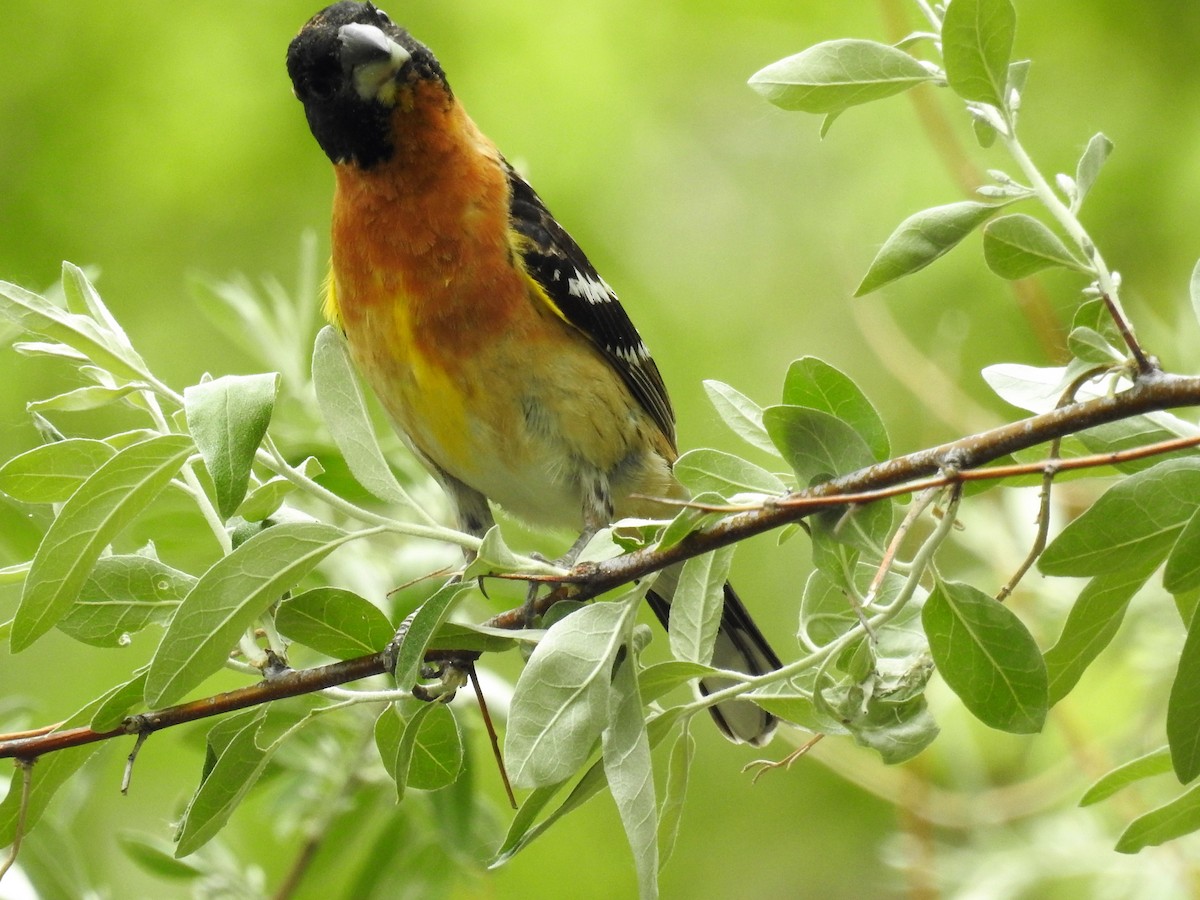 Black-headed Grosbeak - ML243265901