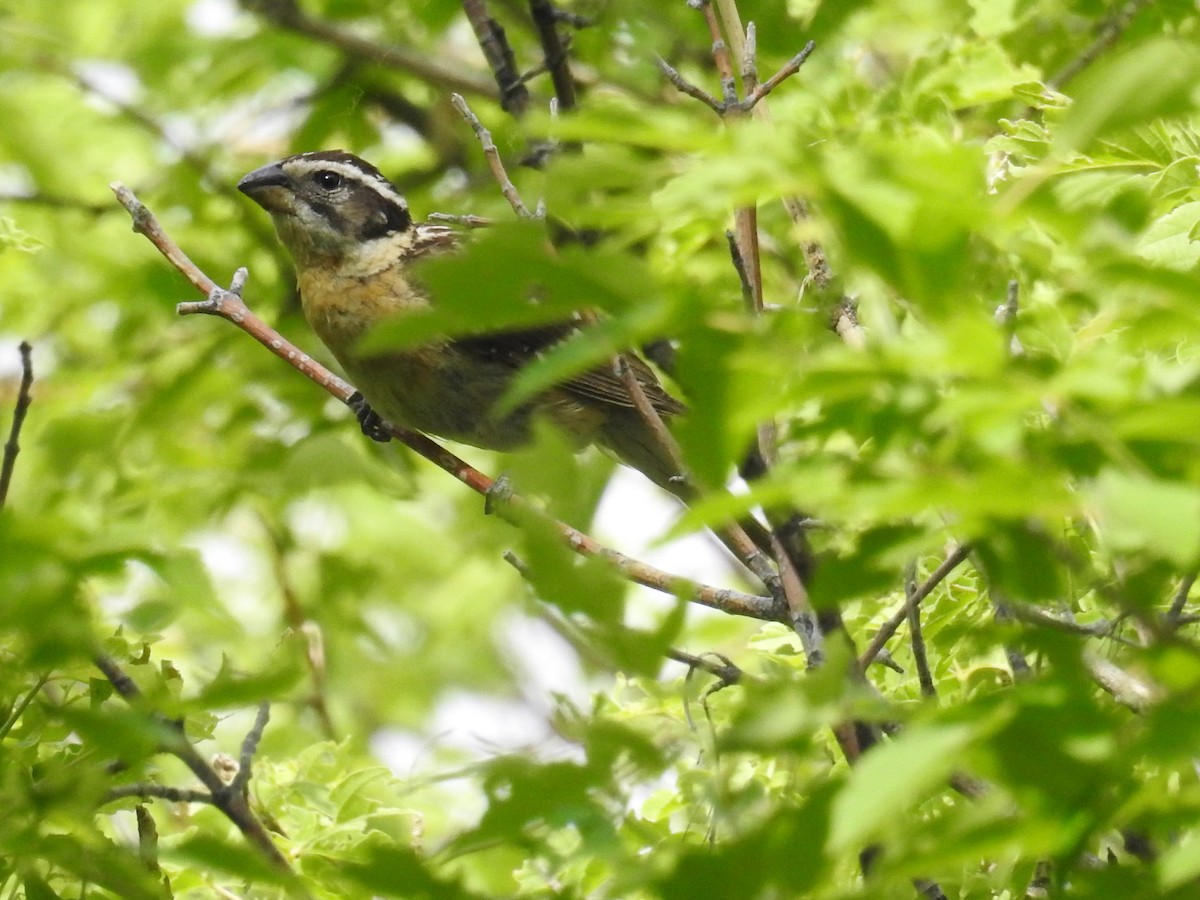 Black-headed Grosbeak - ML243265911