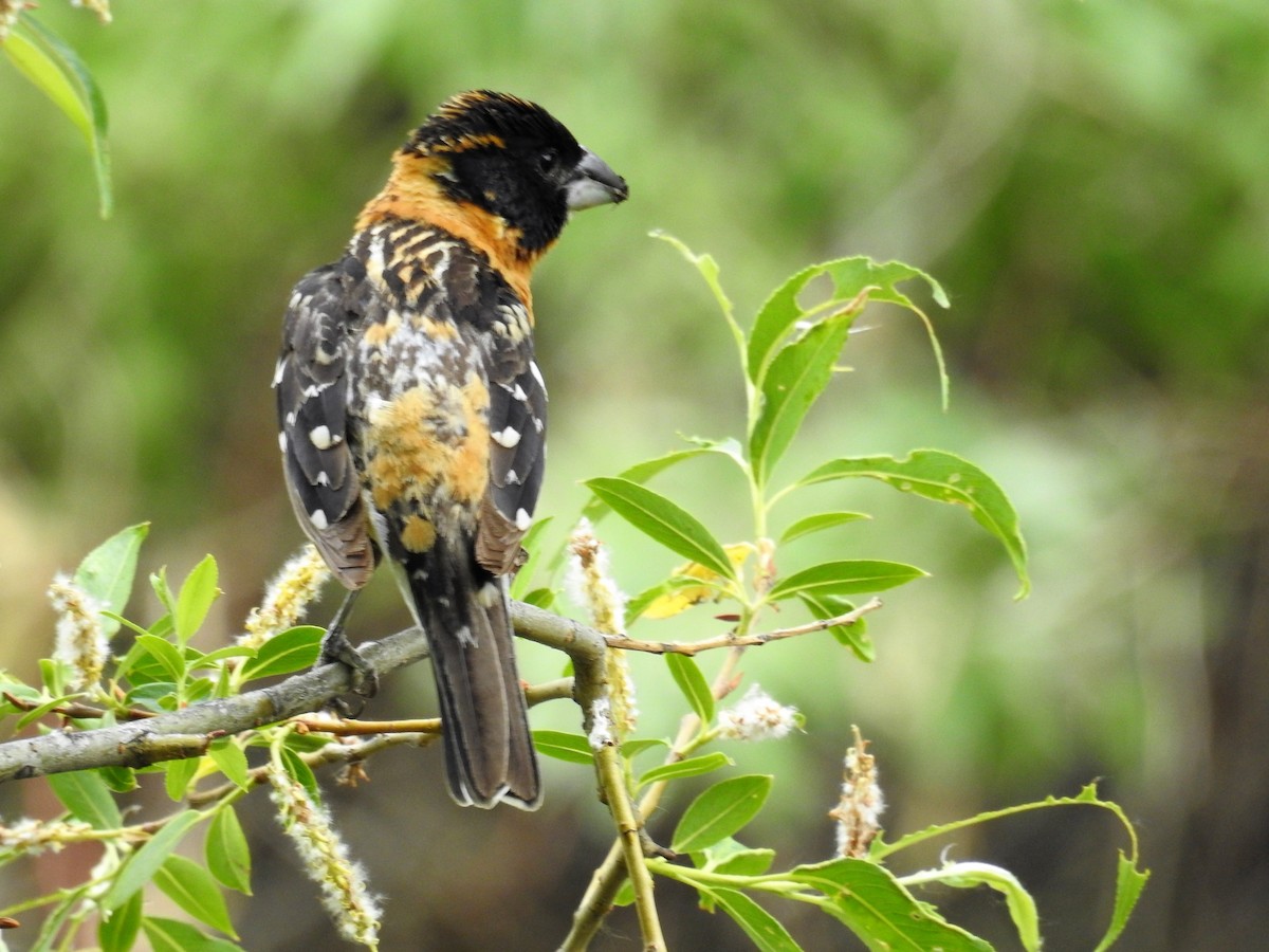 Black-headed Grosbeak - ML243265921