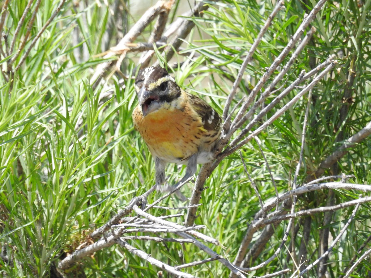 Black-headed Grosbeak - ML243265941