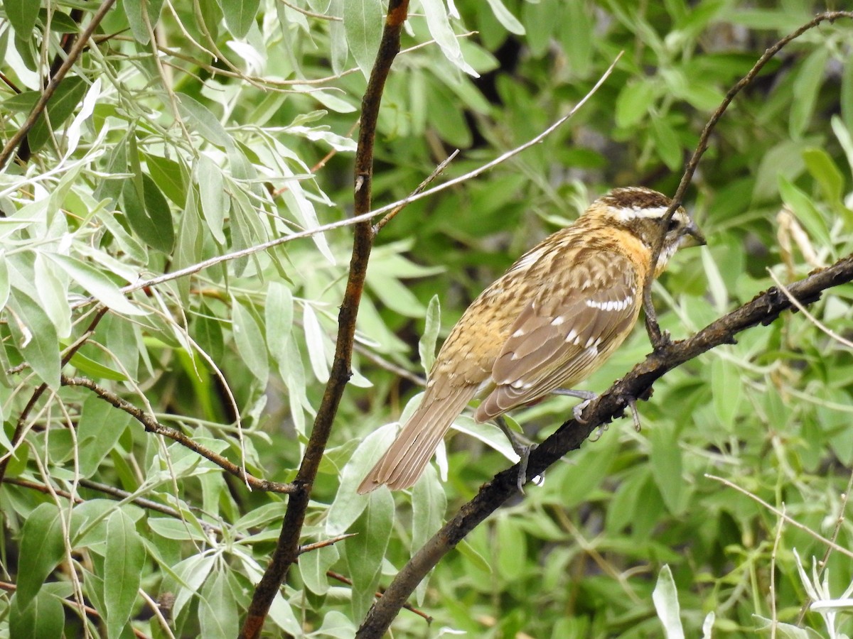 Black-headed Grosbeak - ML243265961