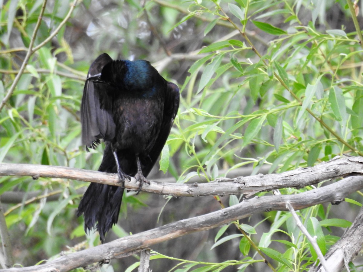 Common Grackle - ML243266331