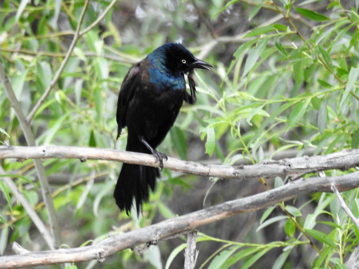 Common Grackle - ML243266341