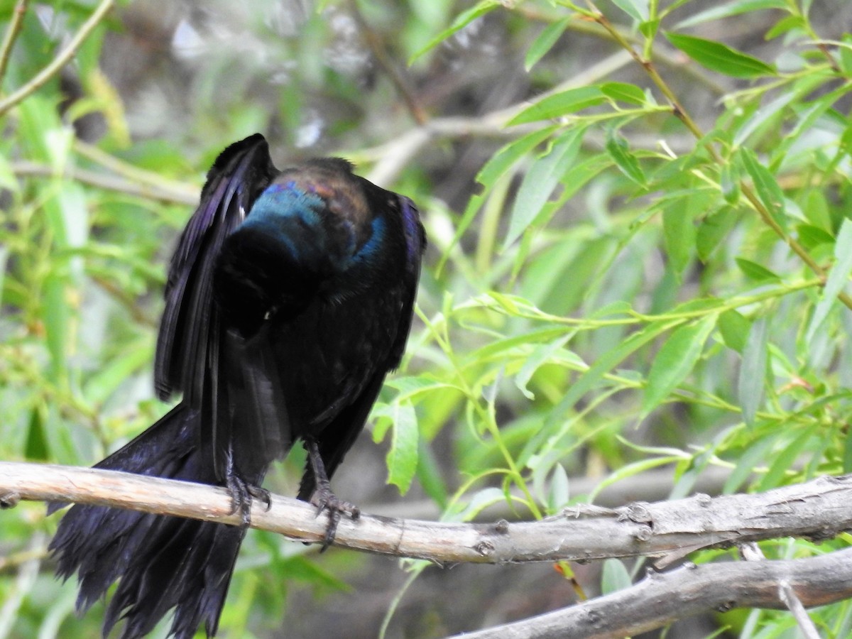 Common Grackle - ML243266351