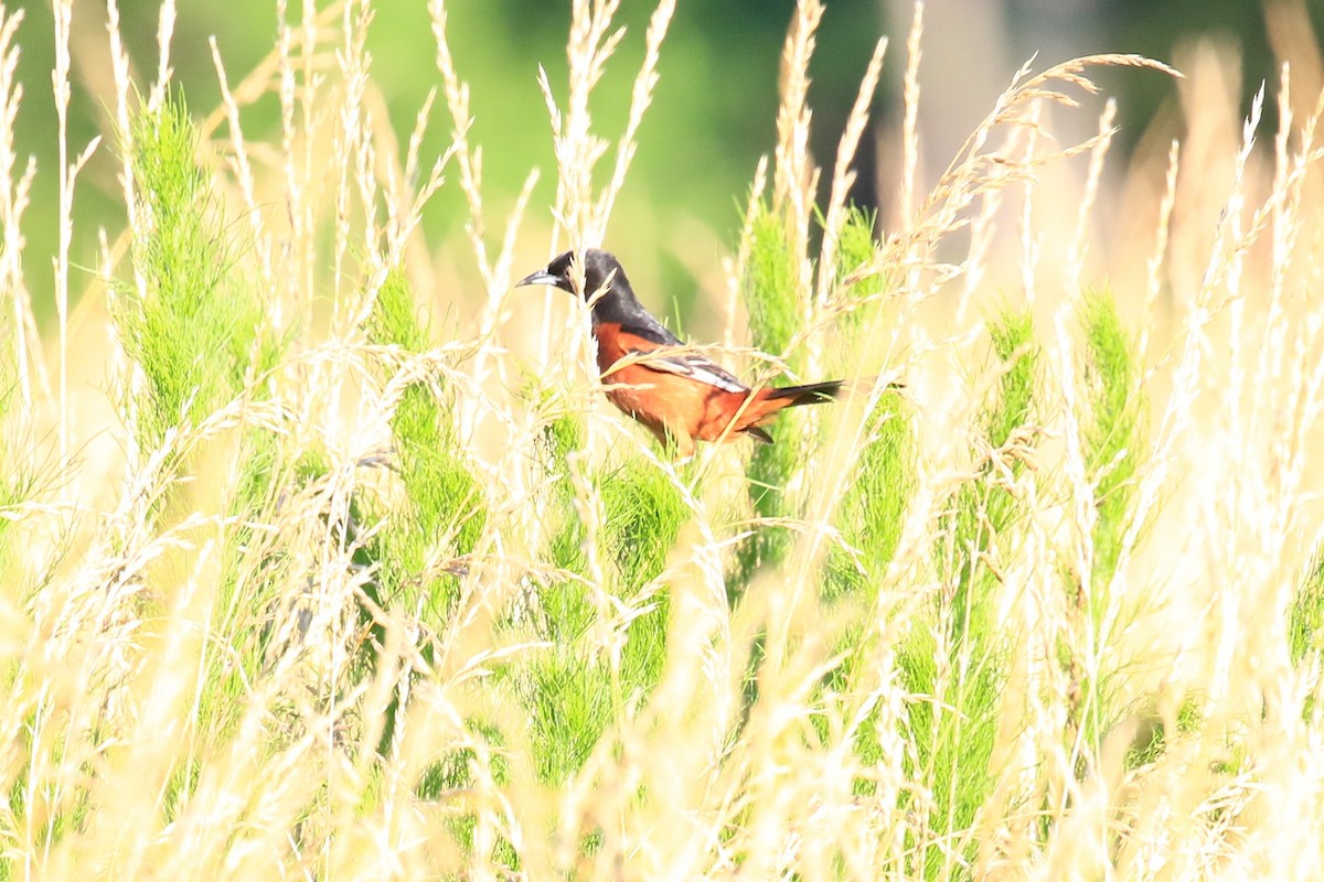 Orchard Oriole - ML243267491