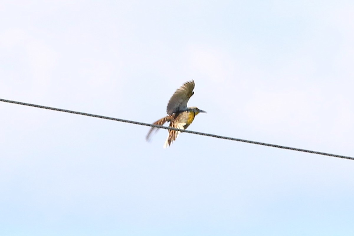 Eastern Meadowlark - ML243267501