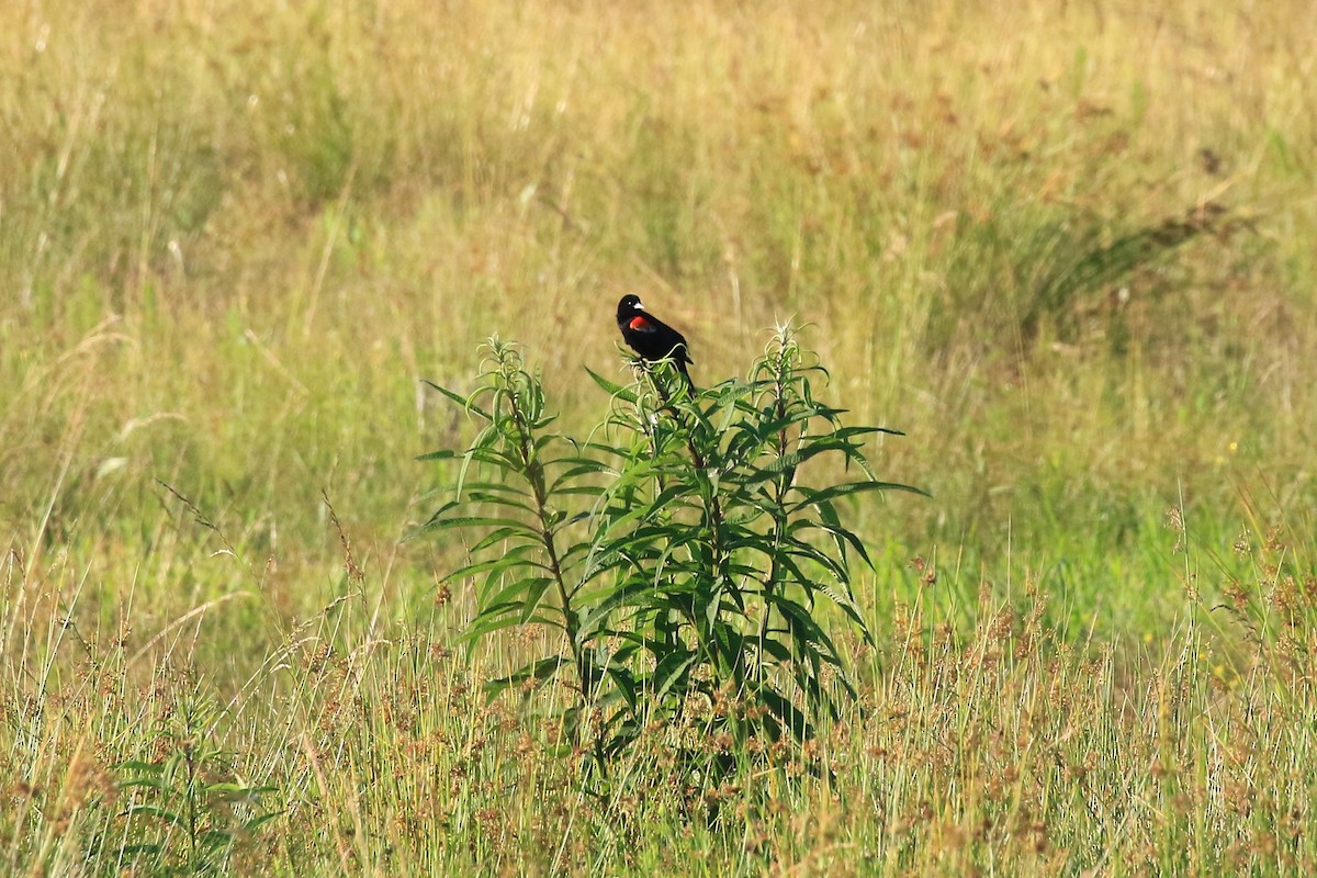 Red-winged Blackbird - ML243267661