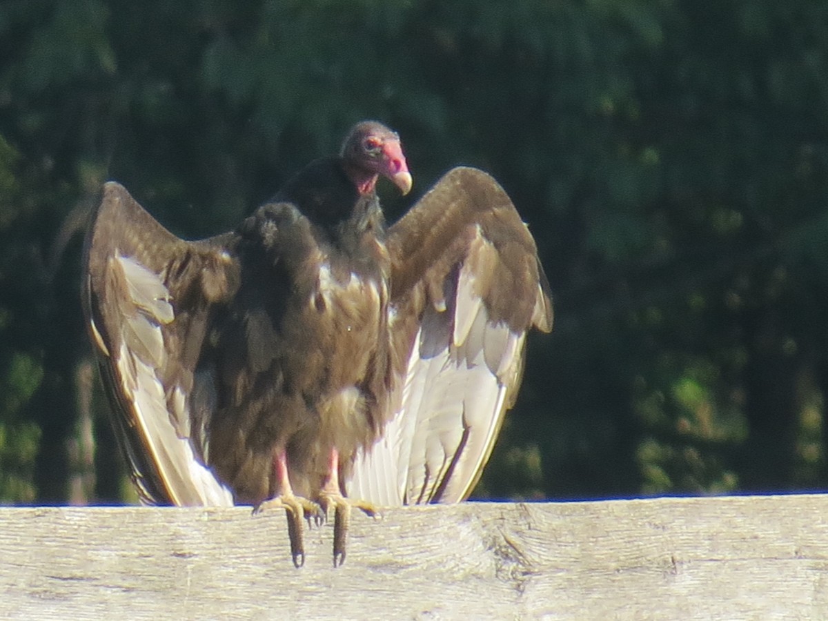 Turkey Vulture - Linda Vitchock