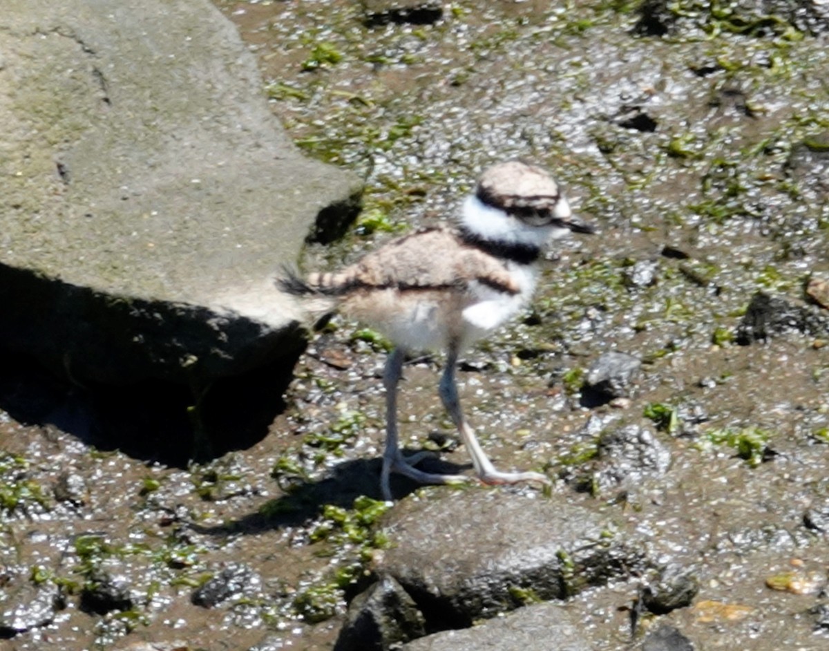 Killdeer - ML243268241