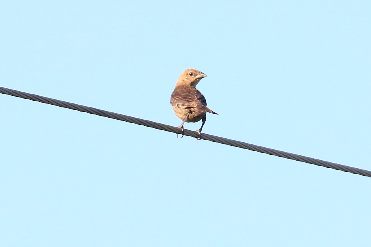Blue Grosbeak - ML243268711
