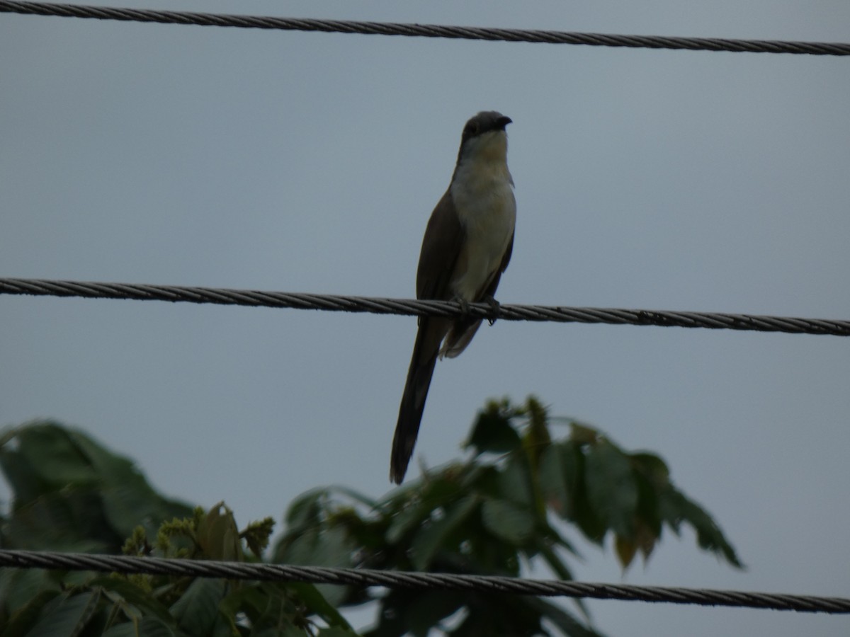 Dark-billed Cuckoo - ML243268921