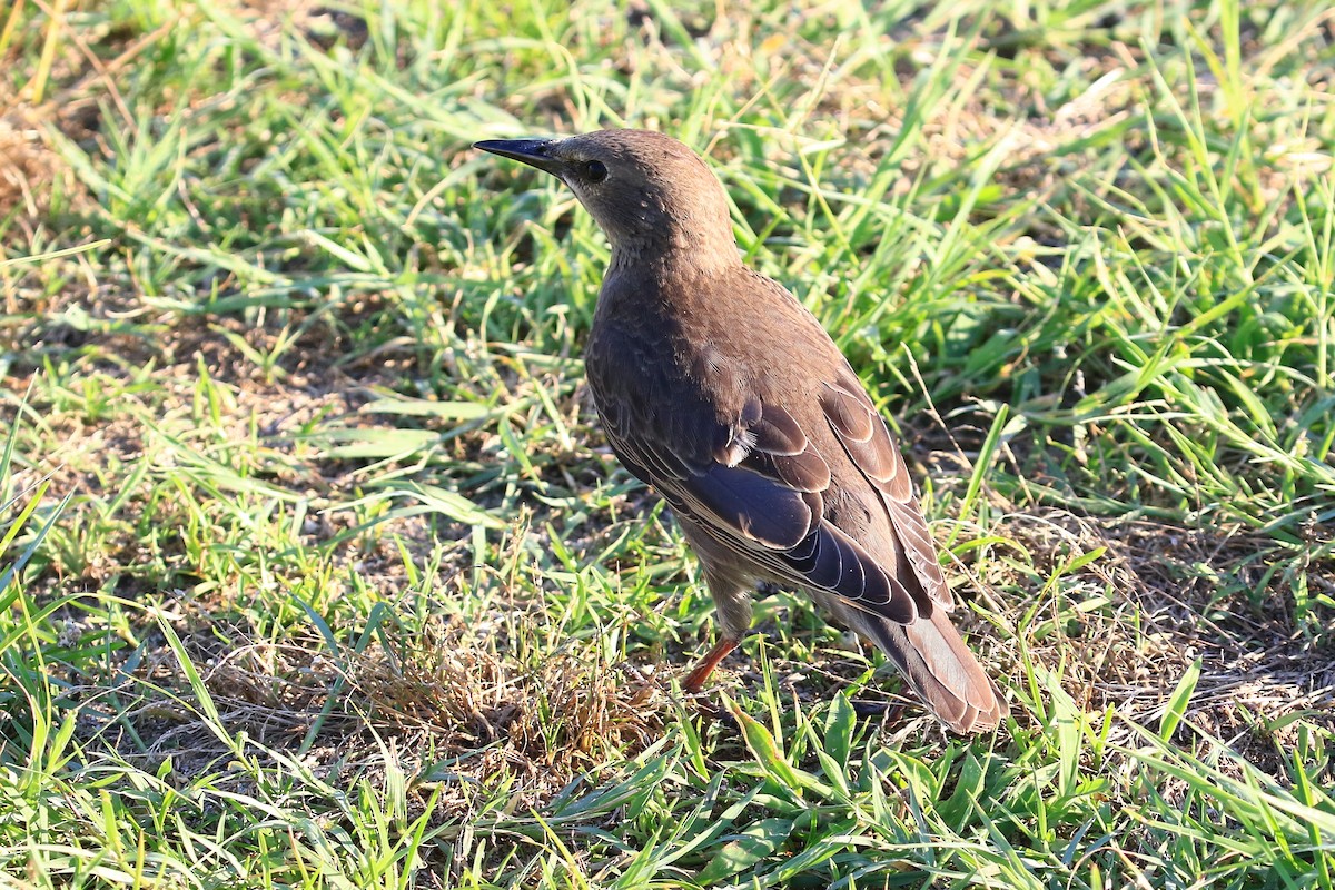 European Starling - D Harvey