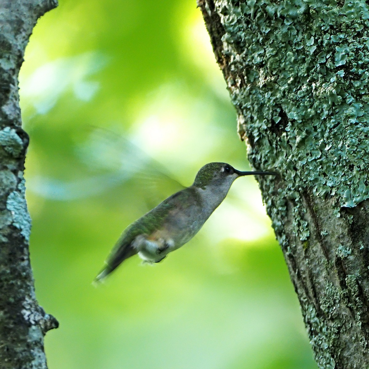 Ruby-throated Hummingbird - ML243270881