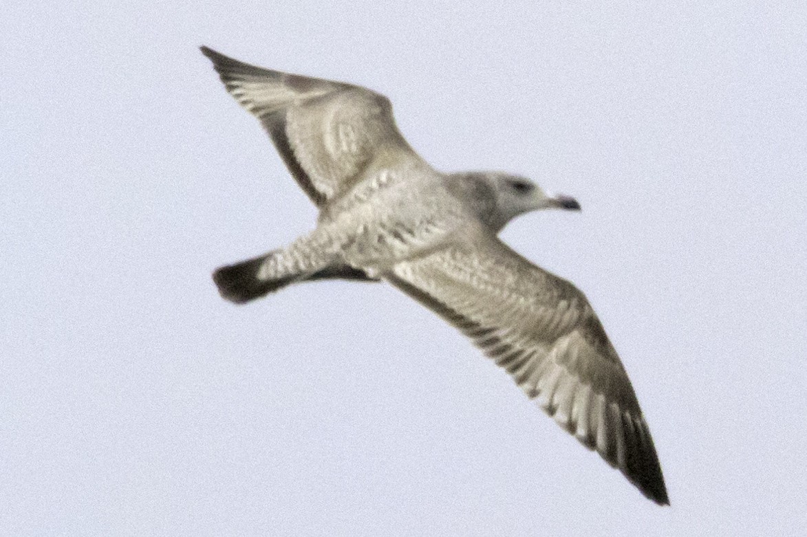 Herring Gull - Christopher Stapleton