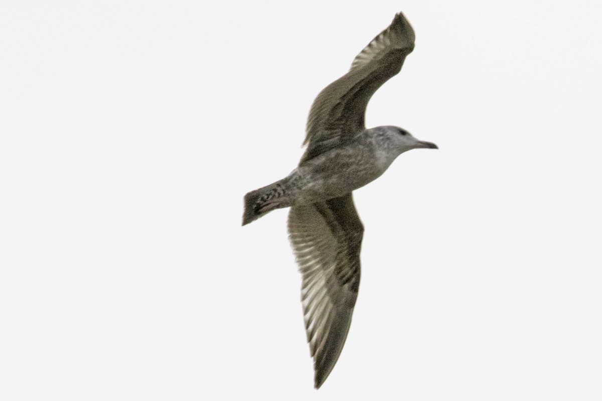 Herring Gull - Christopher Stapleton