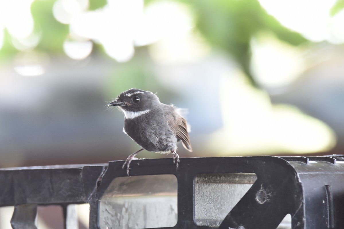 White-throated Fantail - ML243271961