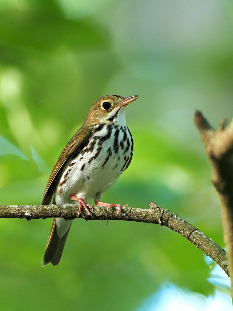 Ovenbird - ML243272031