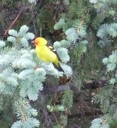Western Tanager - ML243272851