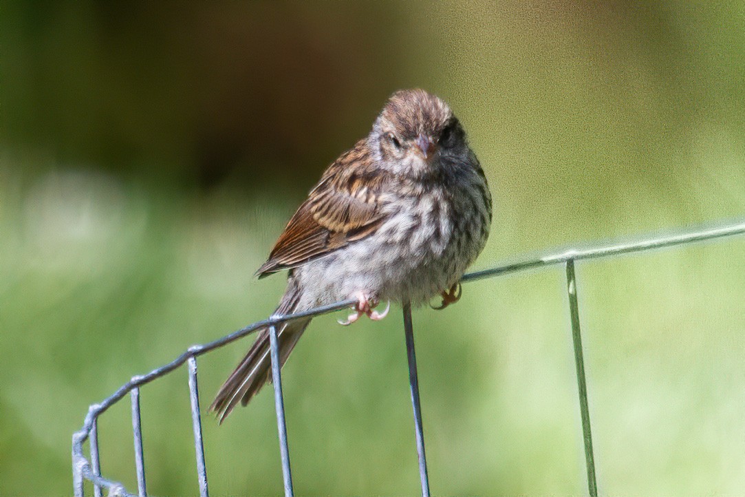 Chipping Sparrow - ML243277941