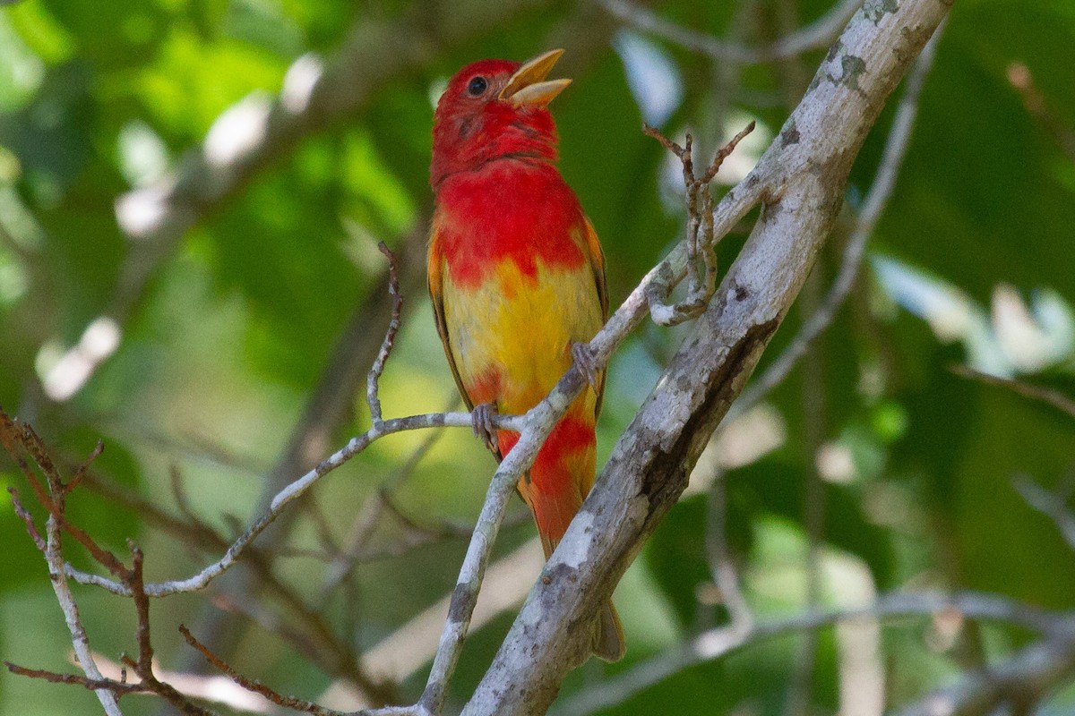 Summer Tanager - ML243277981