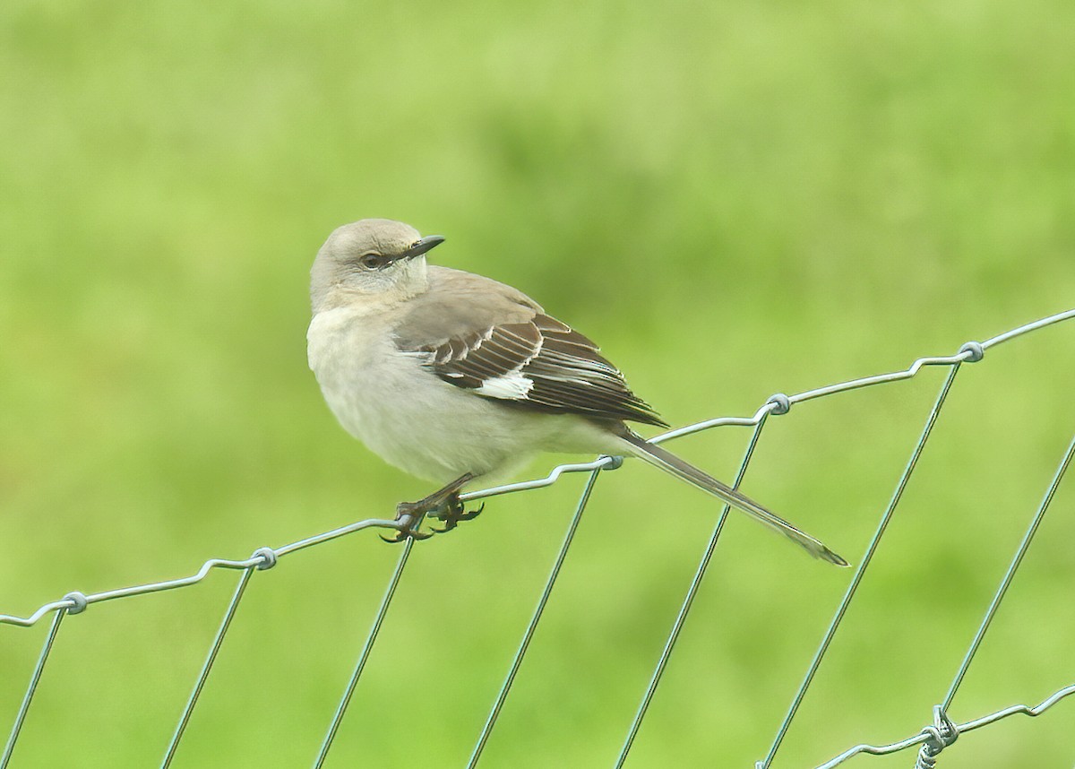 Northern Mockingbird - ML243281241