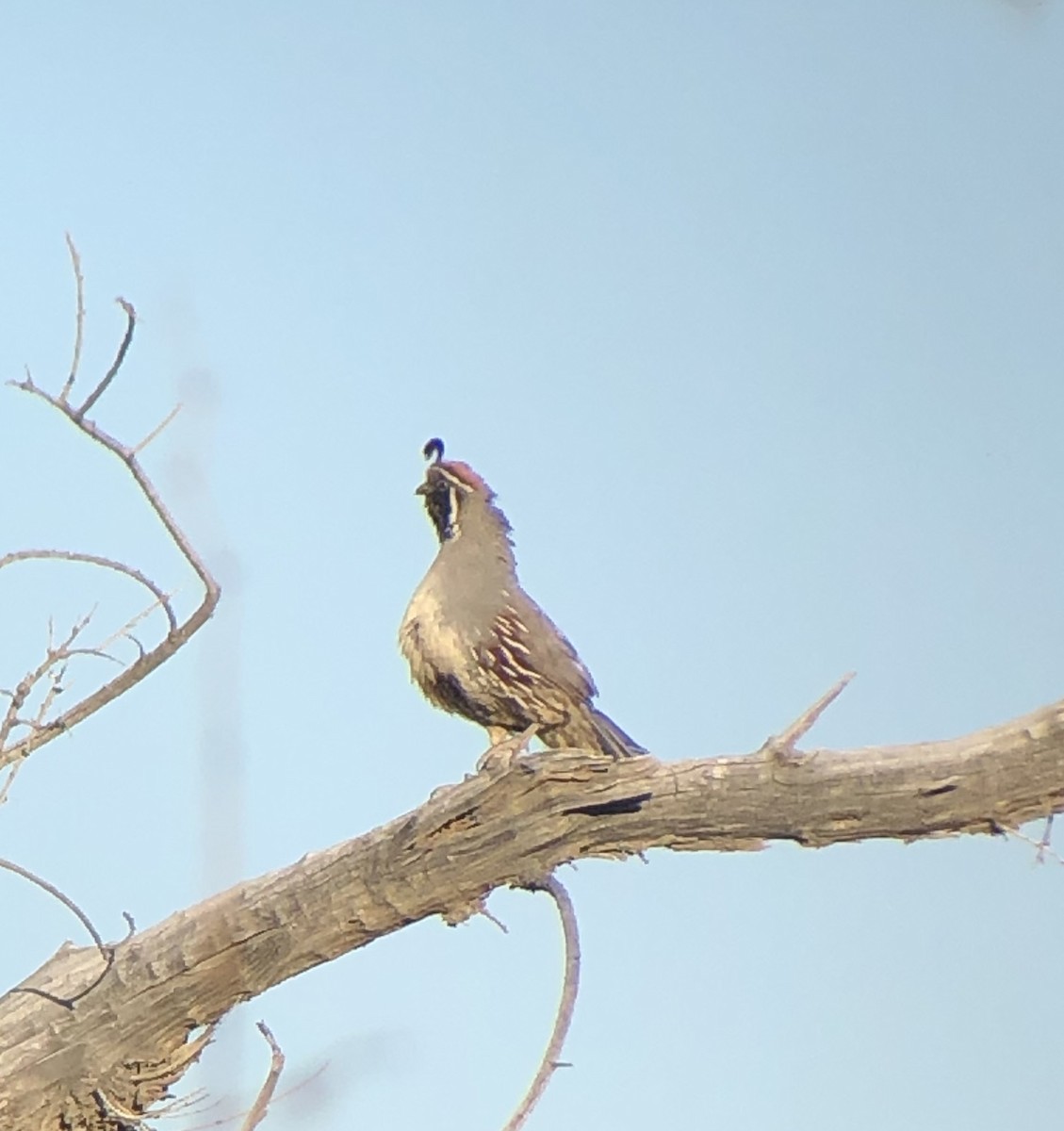 Gambel's Quail - ML243282141