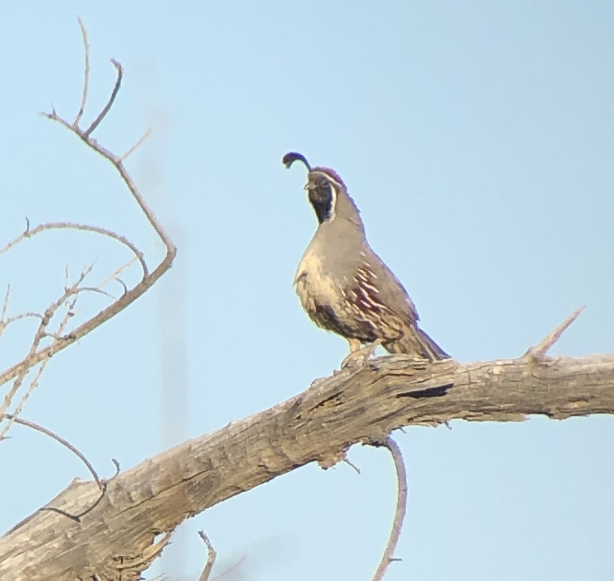 Gambel's Quail - ML243282151