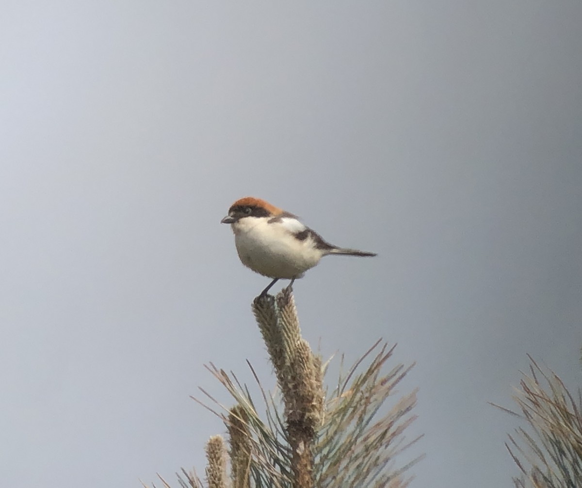Woodchat Shrike - ML243283431