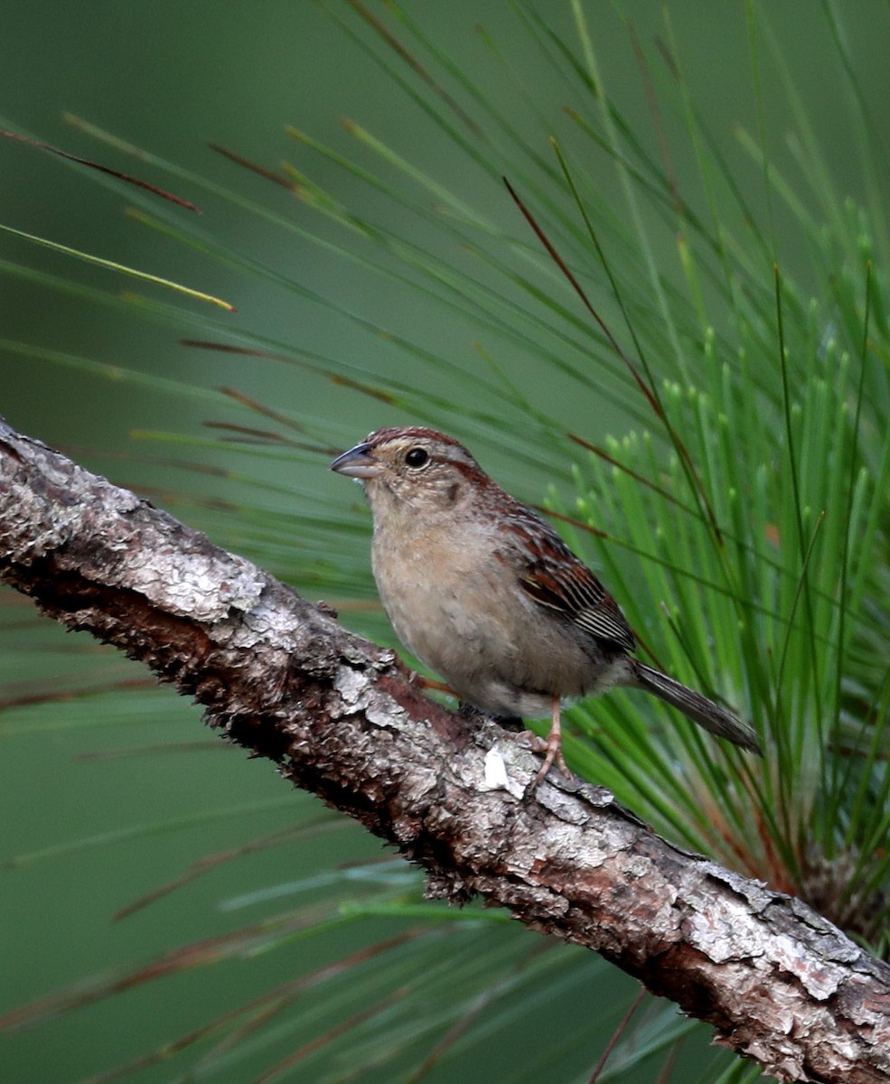 Bachman's Sparrow - ML243285471