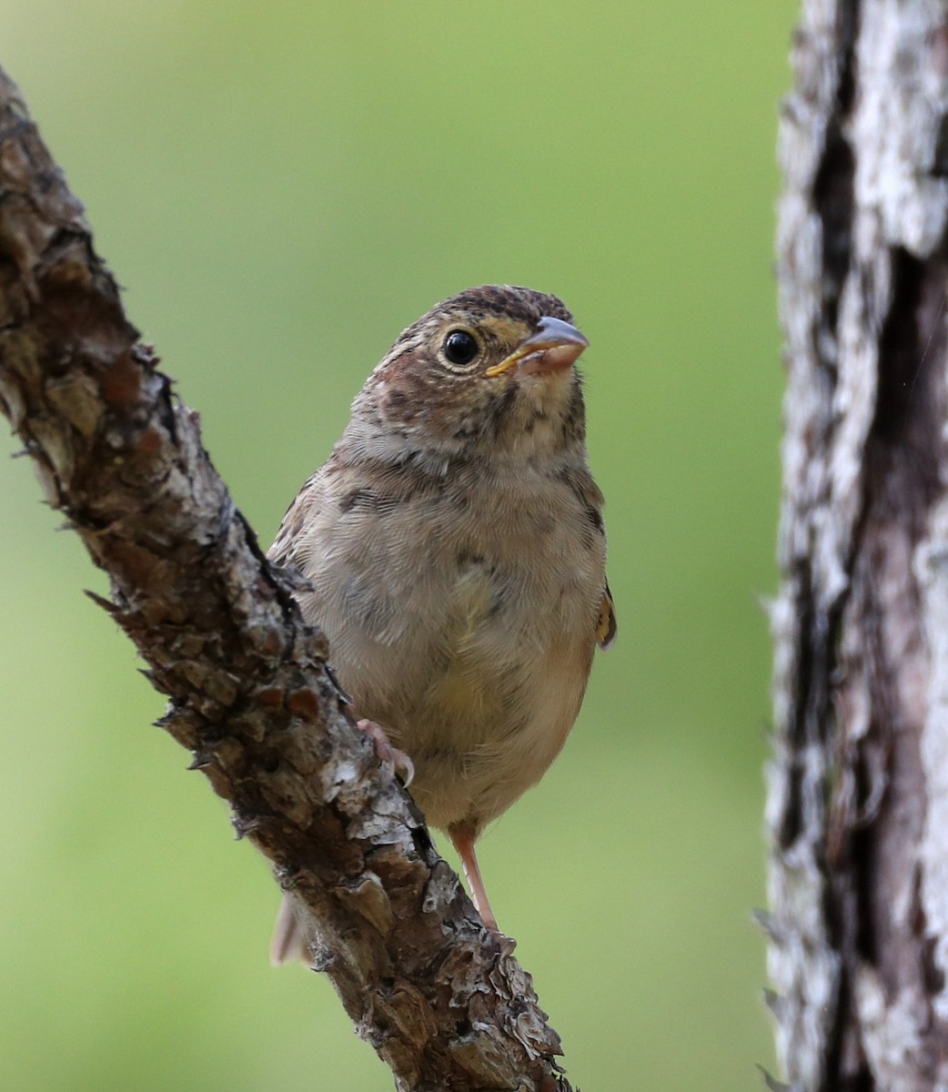 Bachman's Sparrow - ML243285481