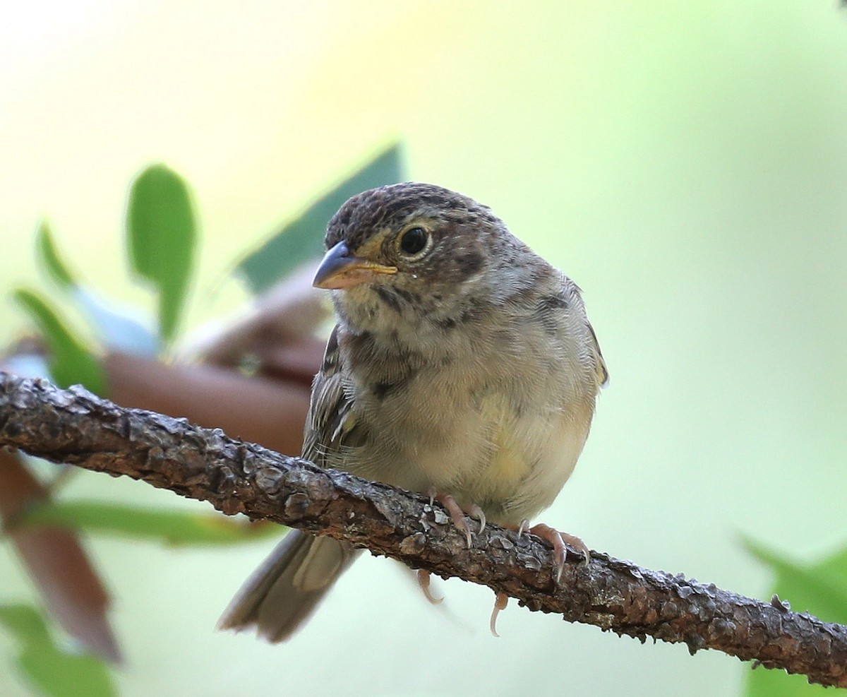 Bachman's Sparrow - ML243285501