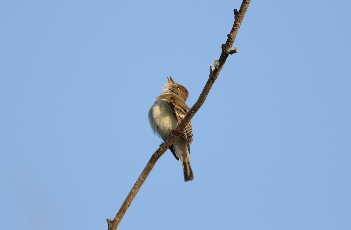 Willow Flycatcher - ML243285661