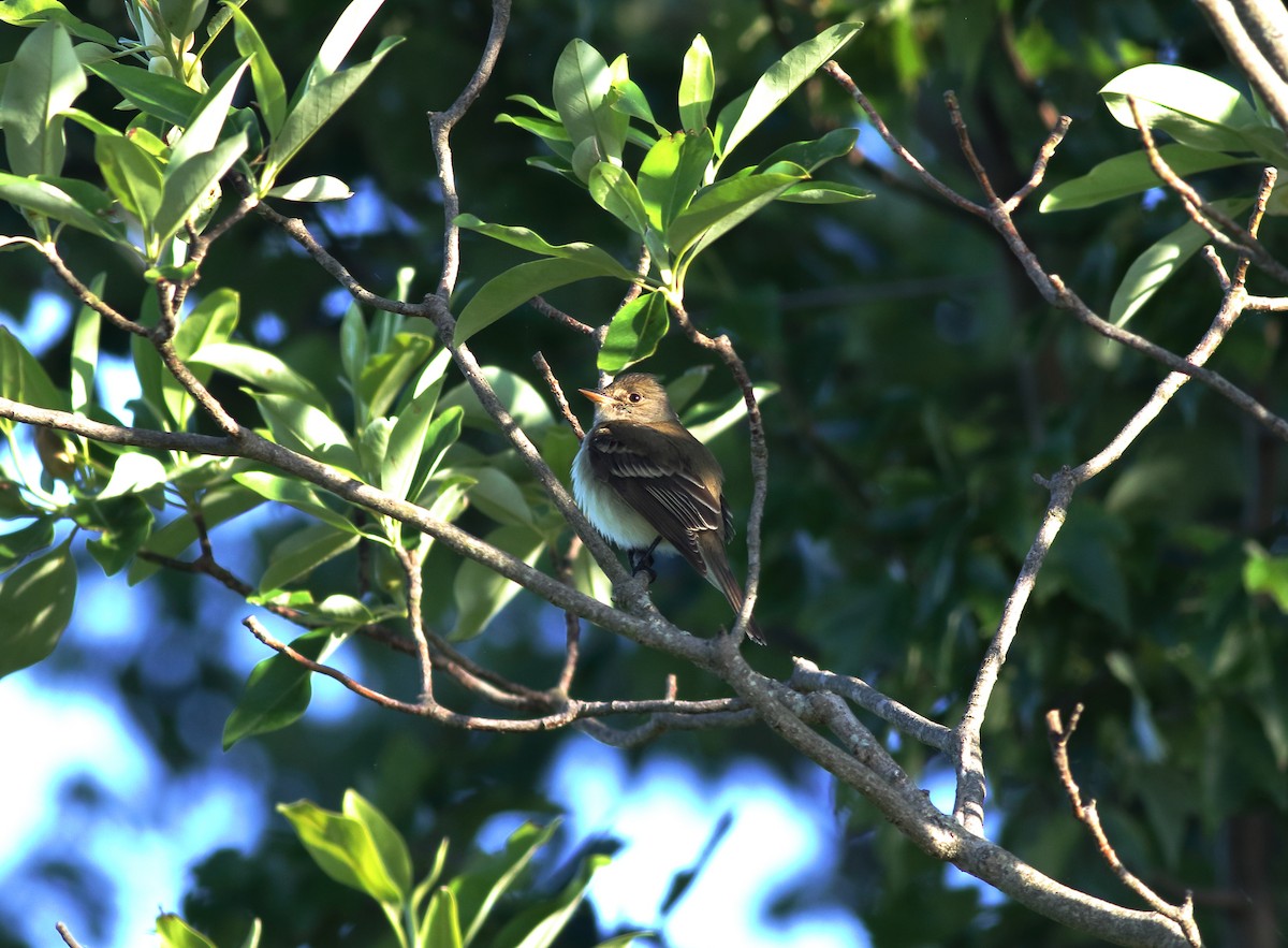 Willow Flycatcher - ML243285671