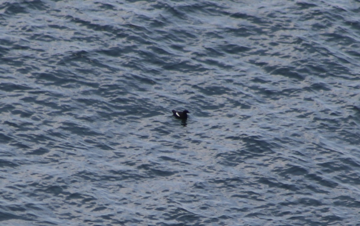 Black Guillemot - Julie & Dave Robinson-Ruffle