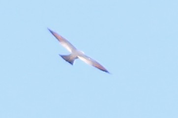 Mississippi Kite - ML243285961